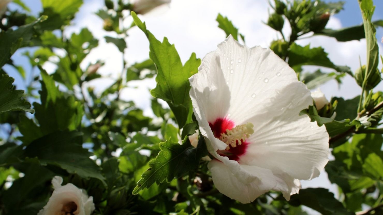Why Rose of Sharon Is Hard to Remove