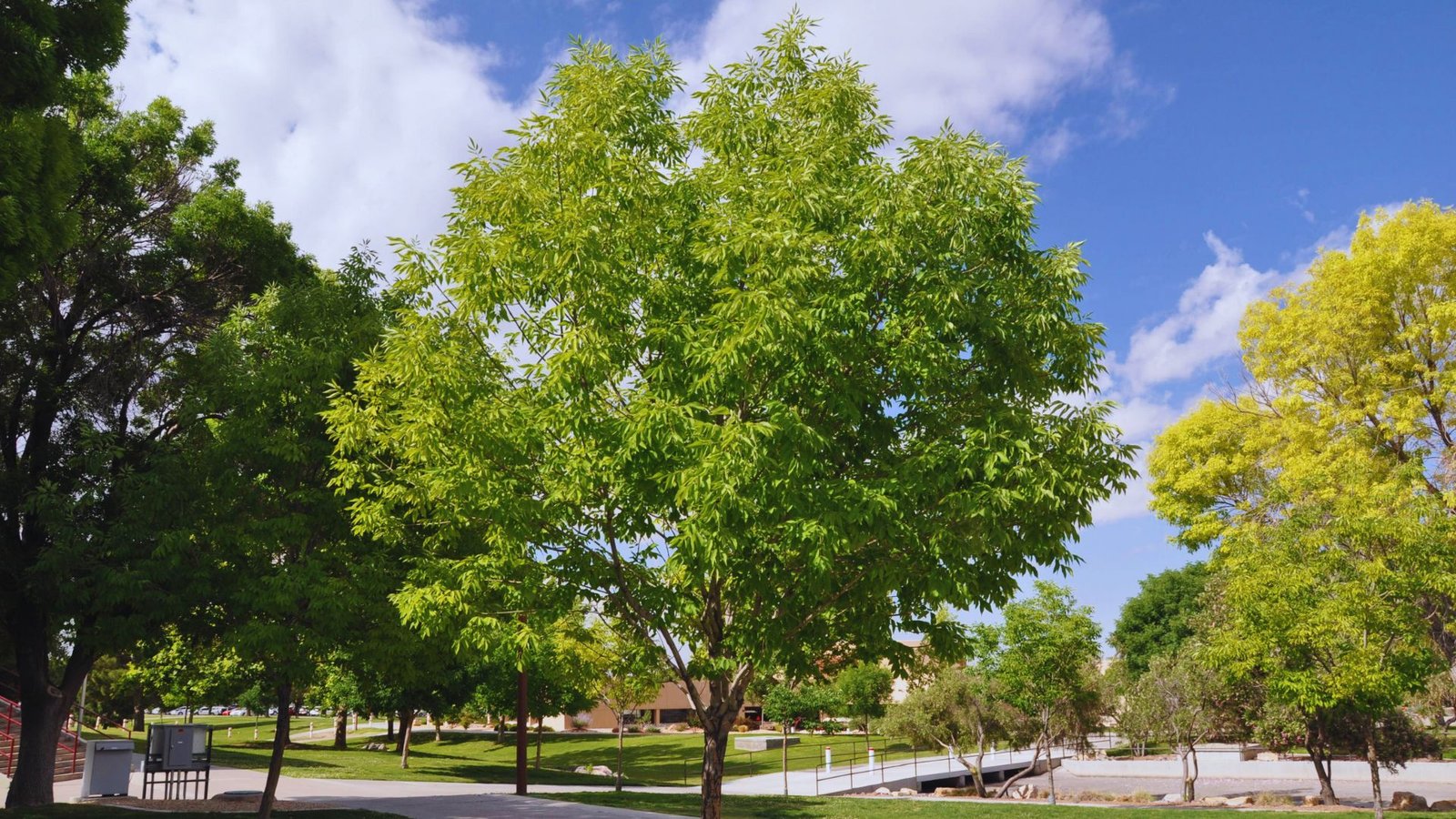 Pros of the Arizona Ash Tree