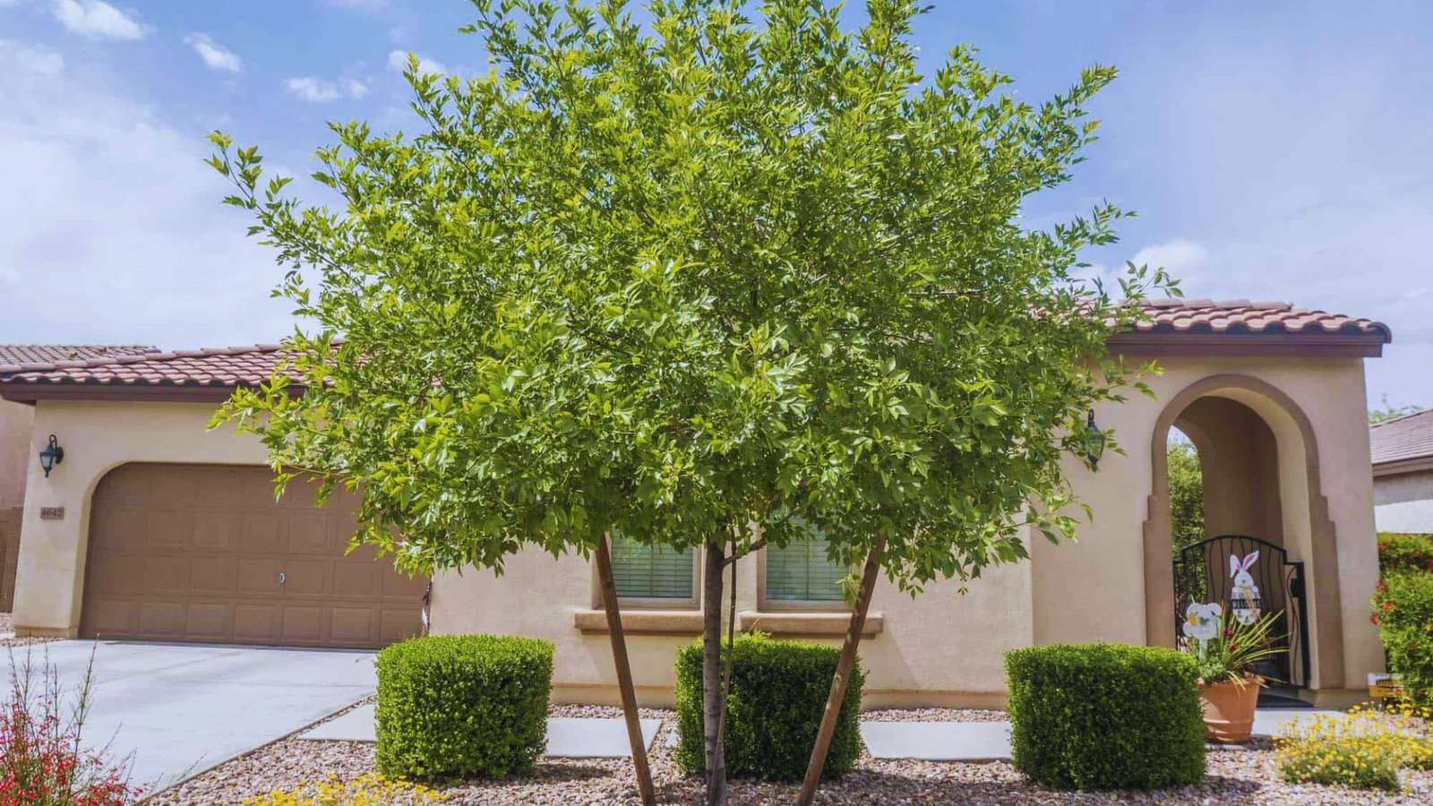 Best Care Practices for Arizona Ash Trees