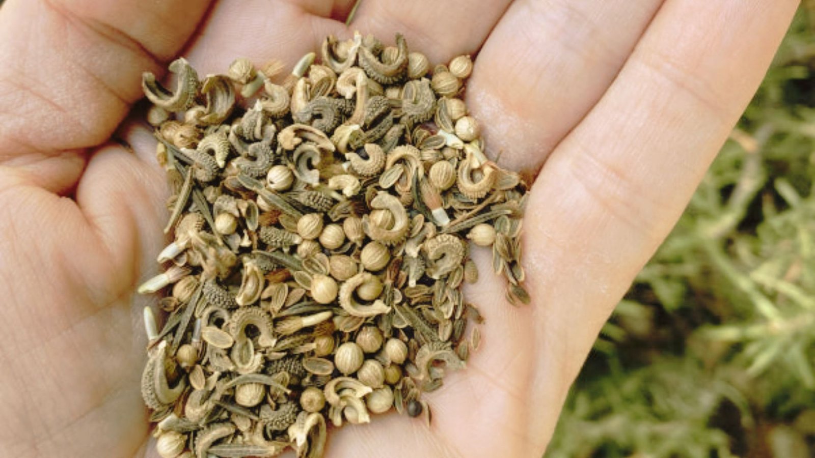 What Are Wildflower Seeds