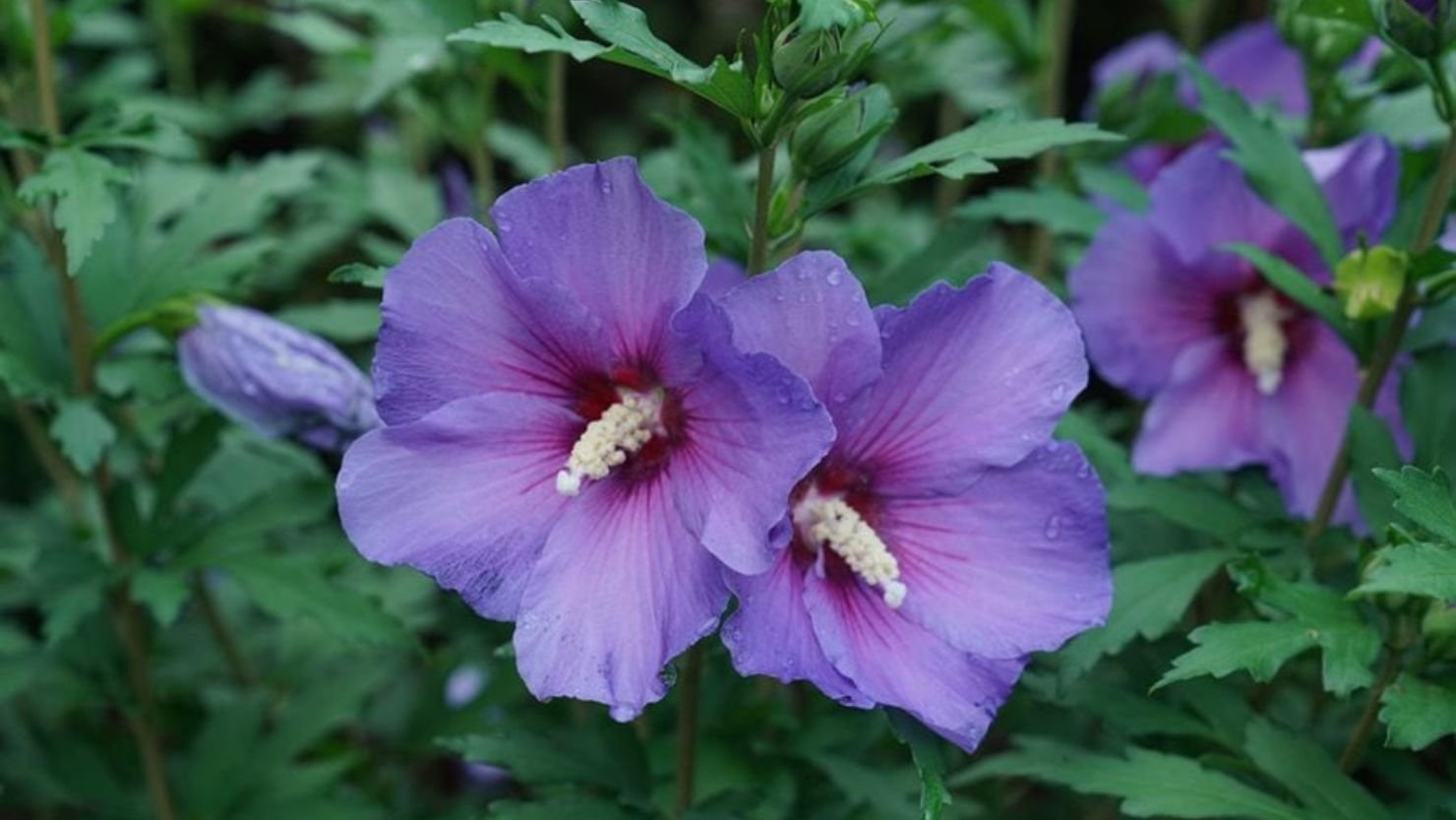 What Is a Rose of Sharon