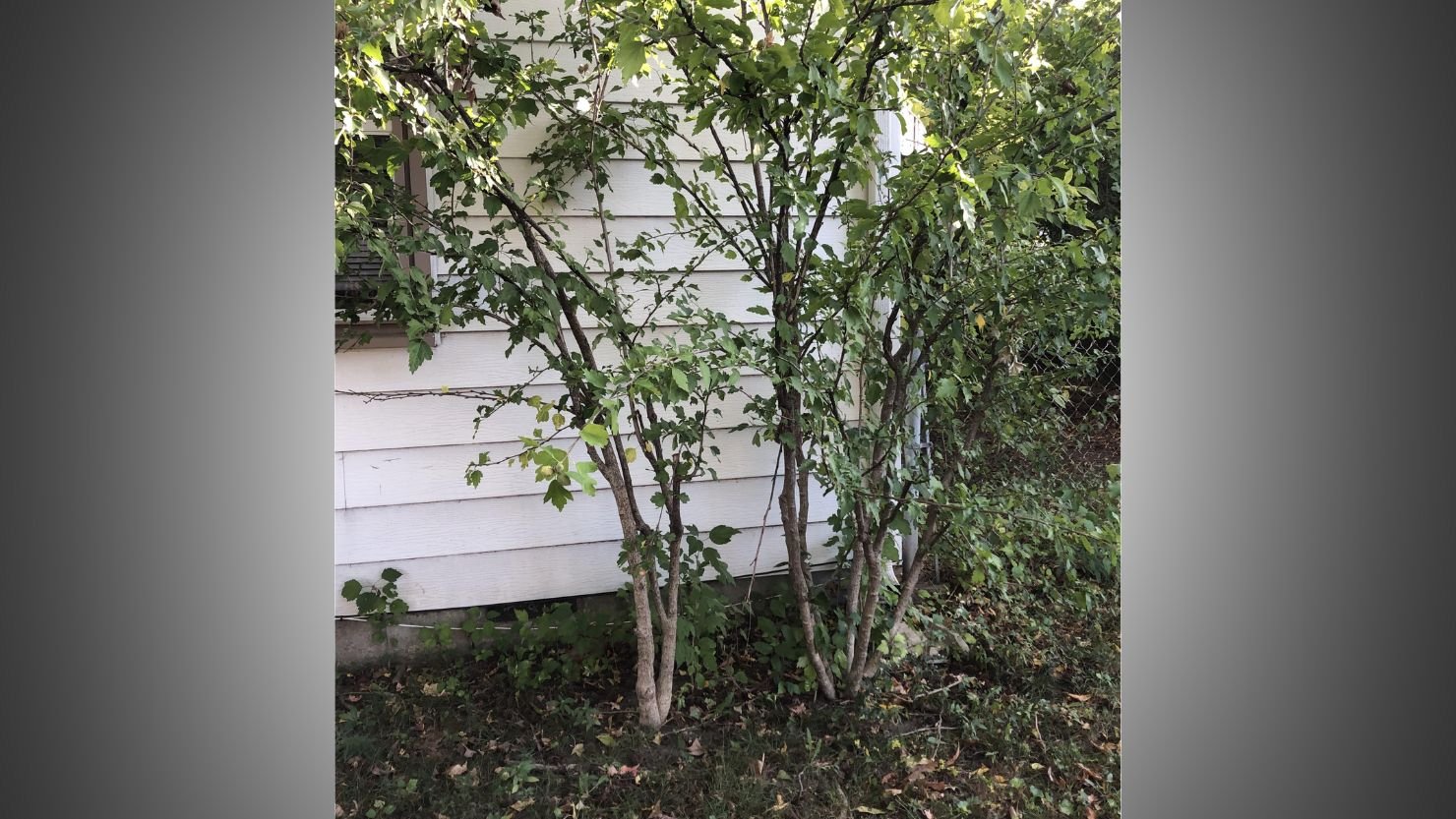 Deadheading Before Seeding