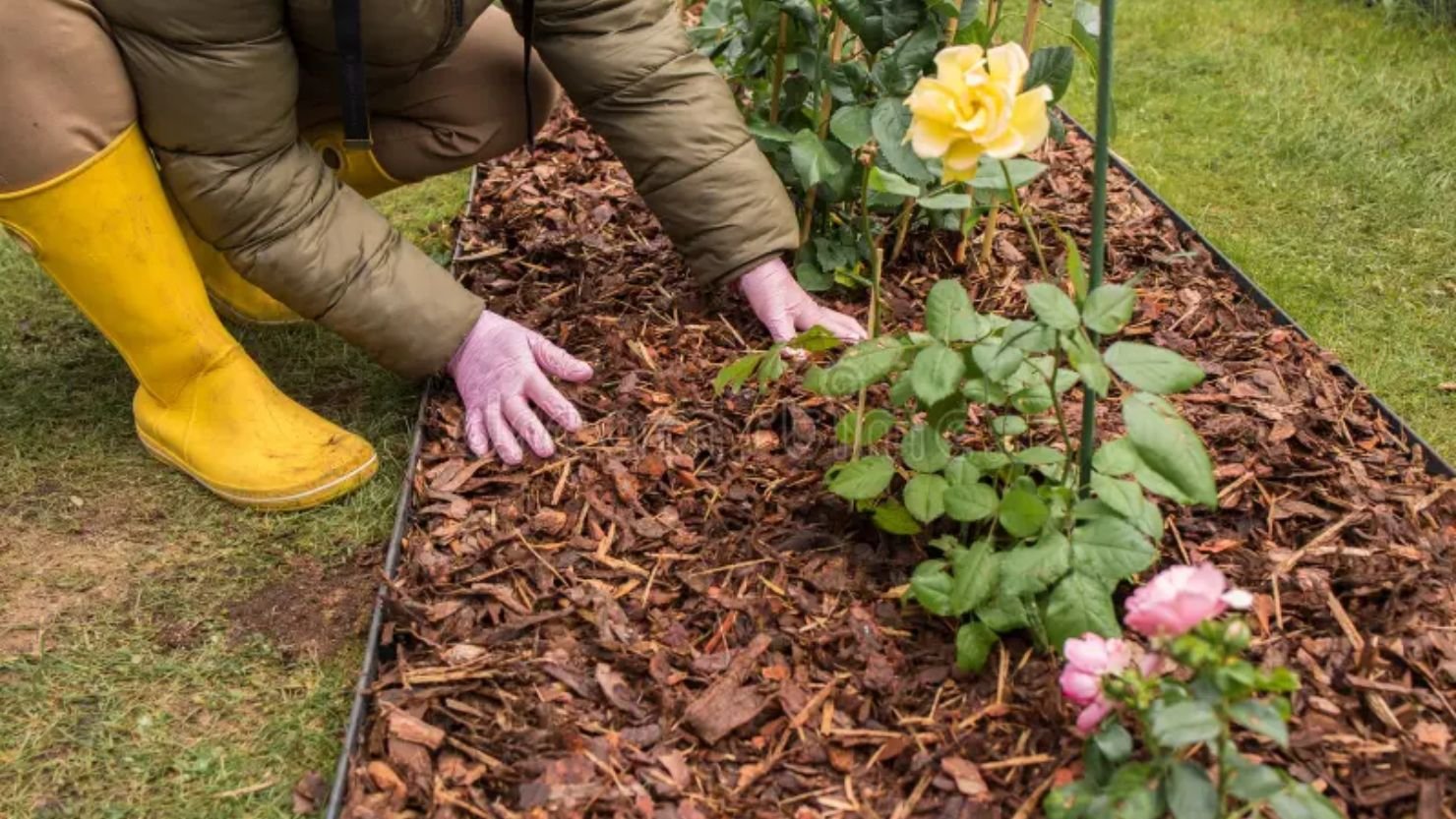Cardboard and Mulch Covering