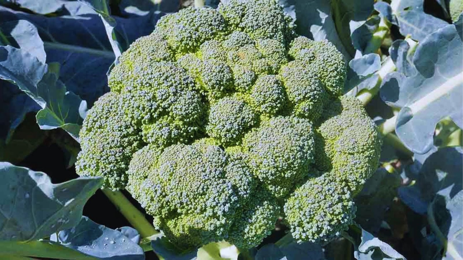 Mature broccoli head with rounded florets in bright sunlight surrounded by large blue-green leaves in a vegetable garden