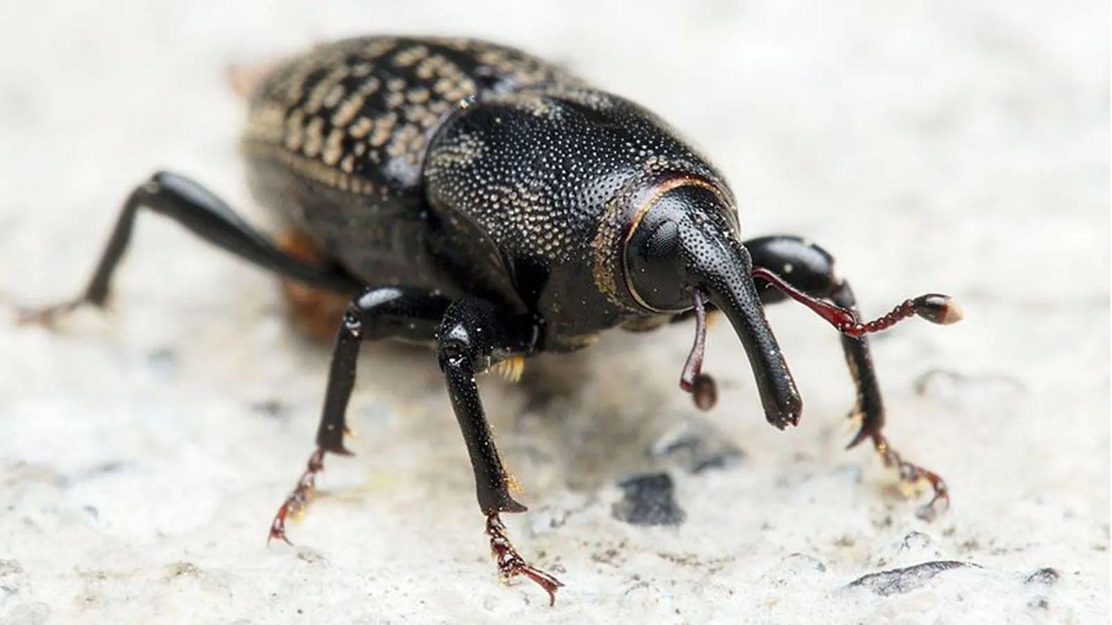 IMAGE OF BILLBUG