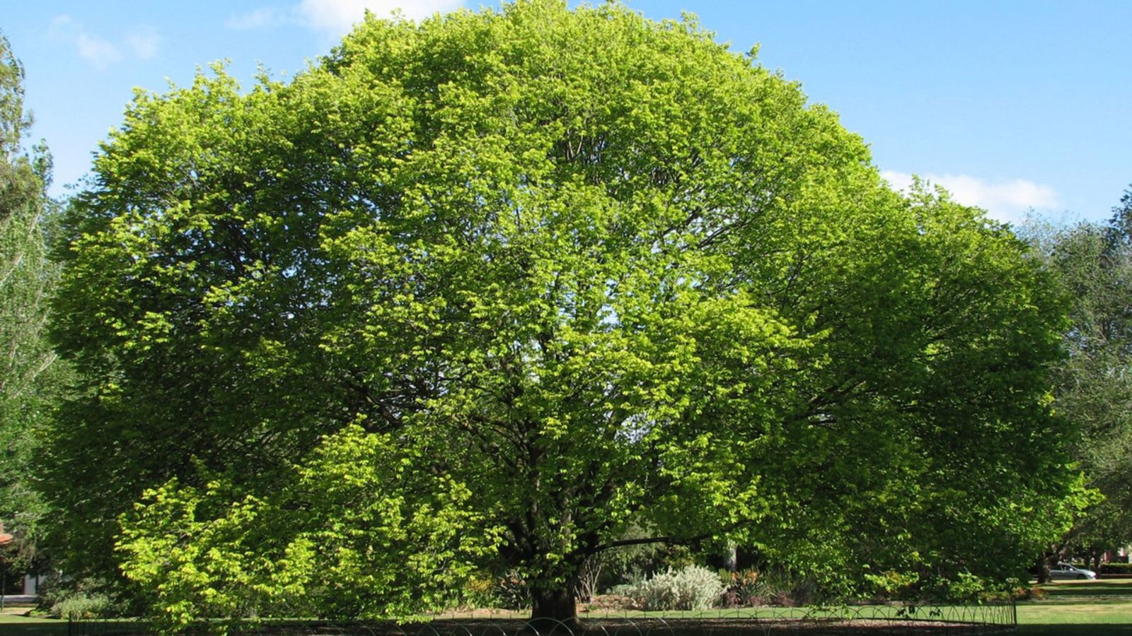 A photo of a giant elm tree in the middle of a street.
