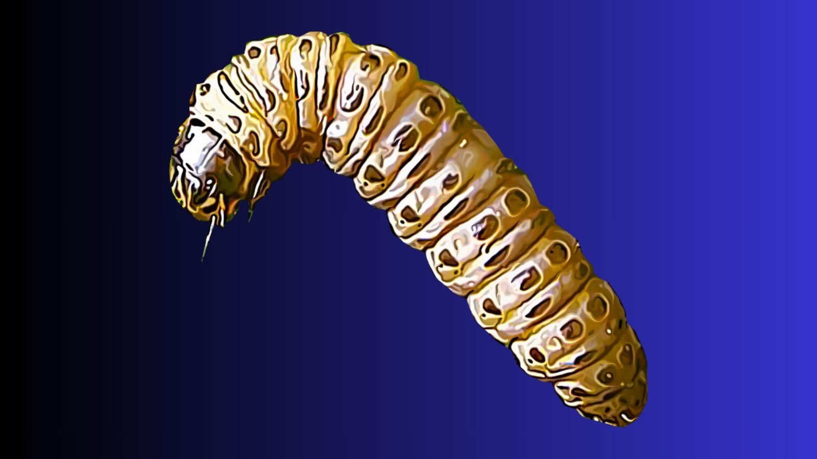 IMAGE OF SOD WEBWORM