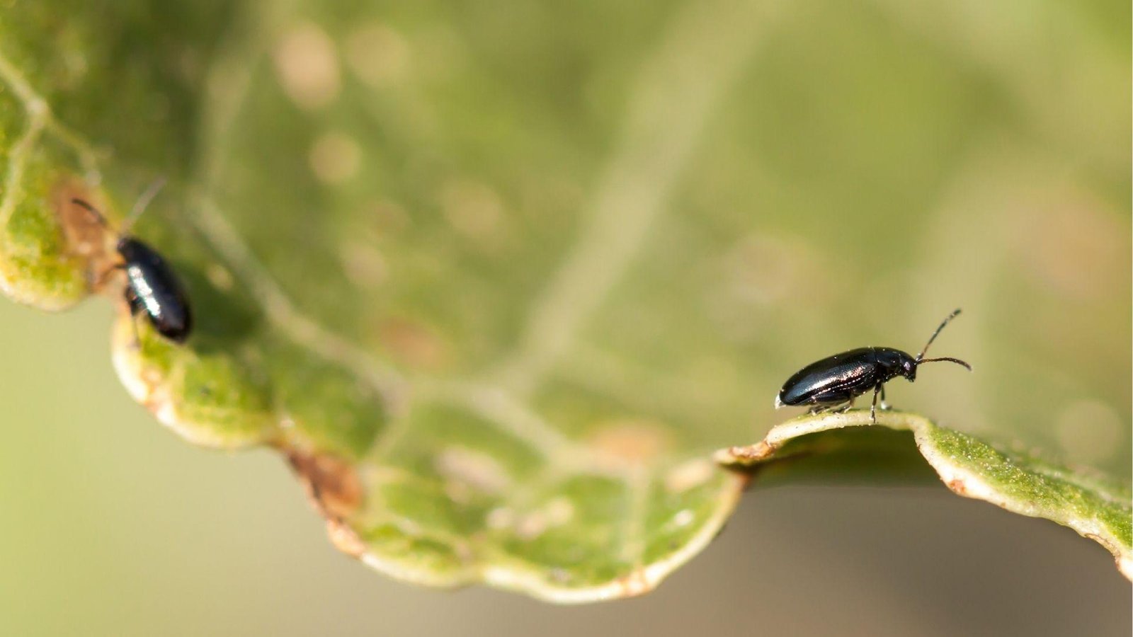 IMAGE OF FLEA BEETLES
