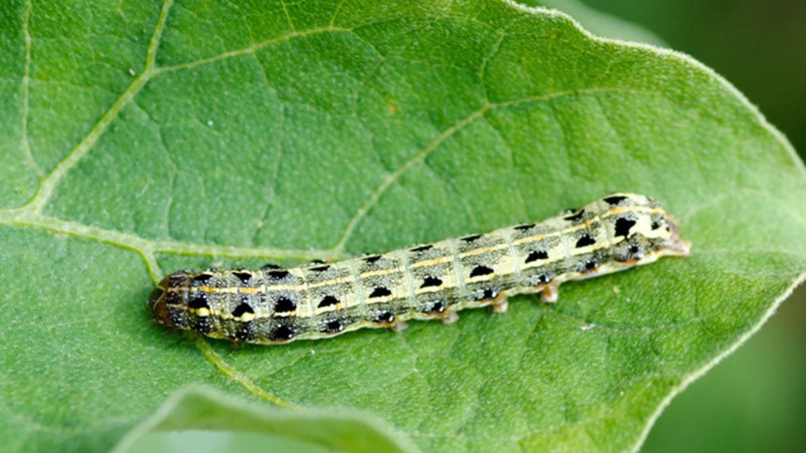 IMAGE OF CUTWORM