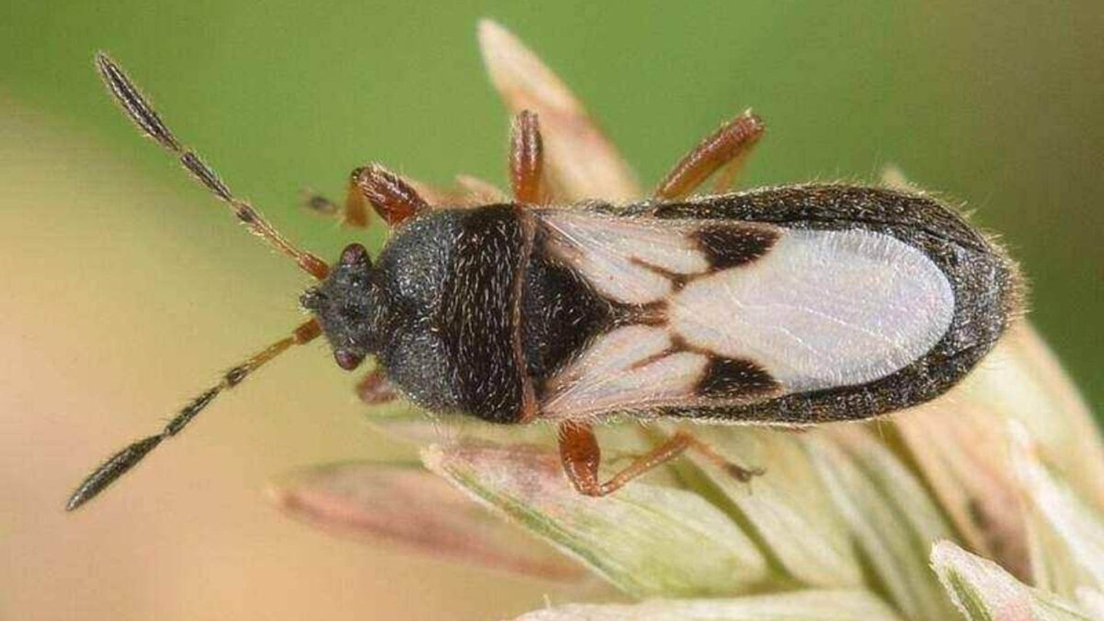 IMAGE OF CHINCH BUG