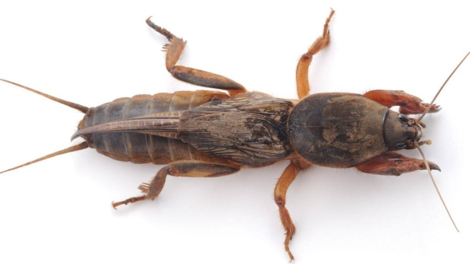 IMAGE OF MOLE CRICKET