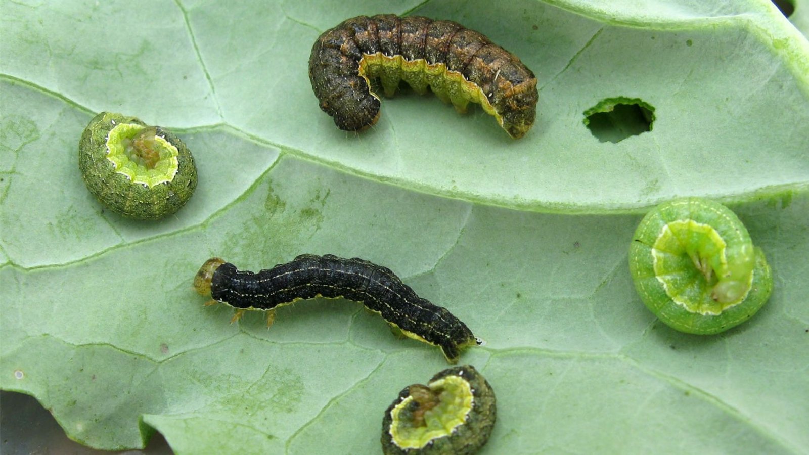 IMAGE OF ARMYWORMS
