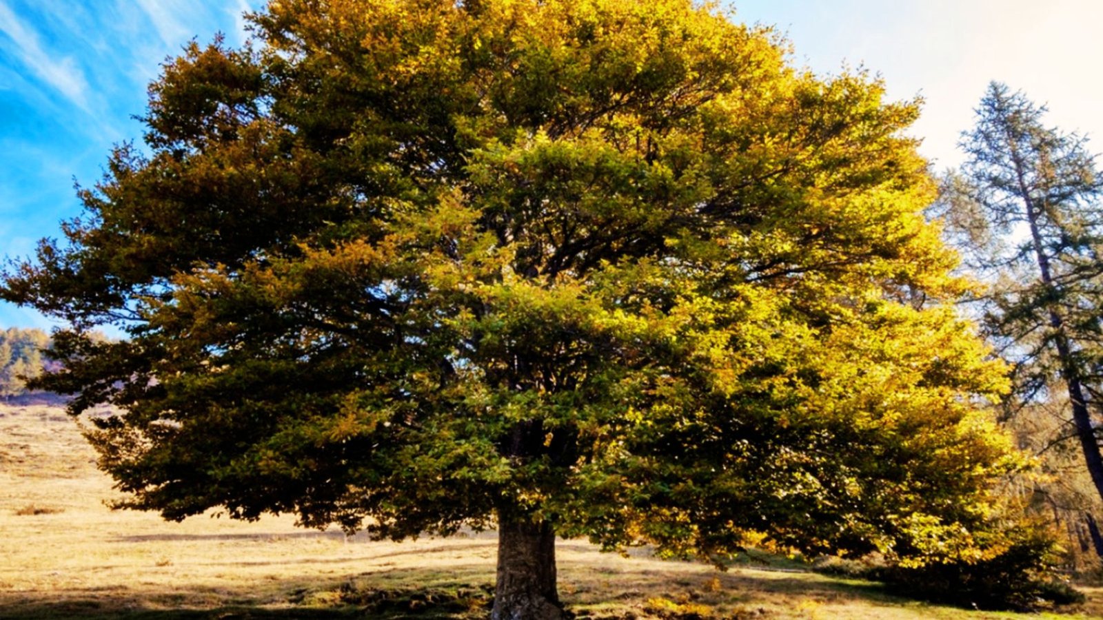 A photo of a giant elm tree in the middle of a forest.