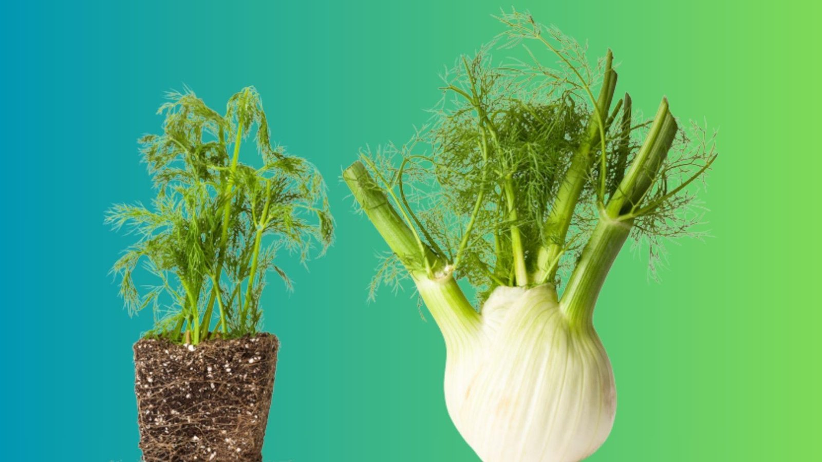 Fennel and dill plants growing side by side in a garden