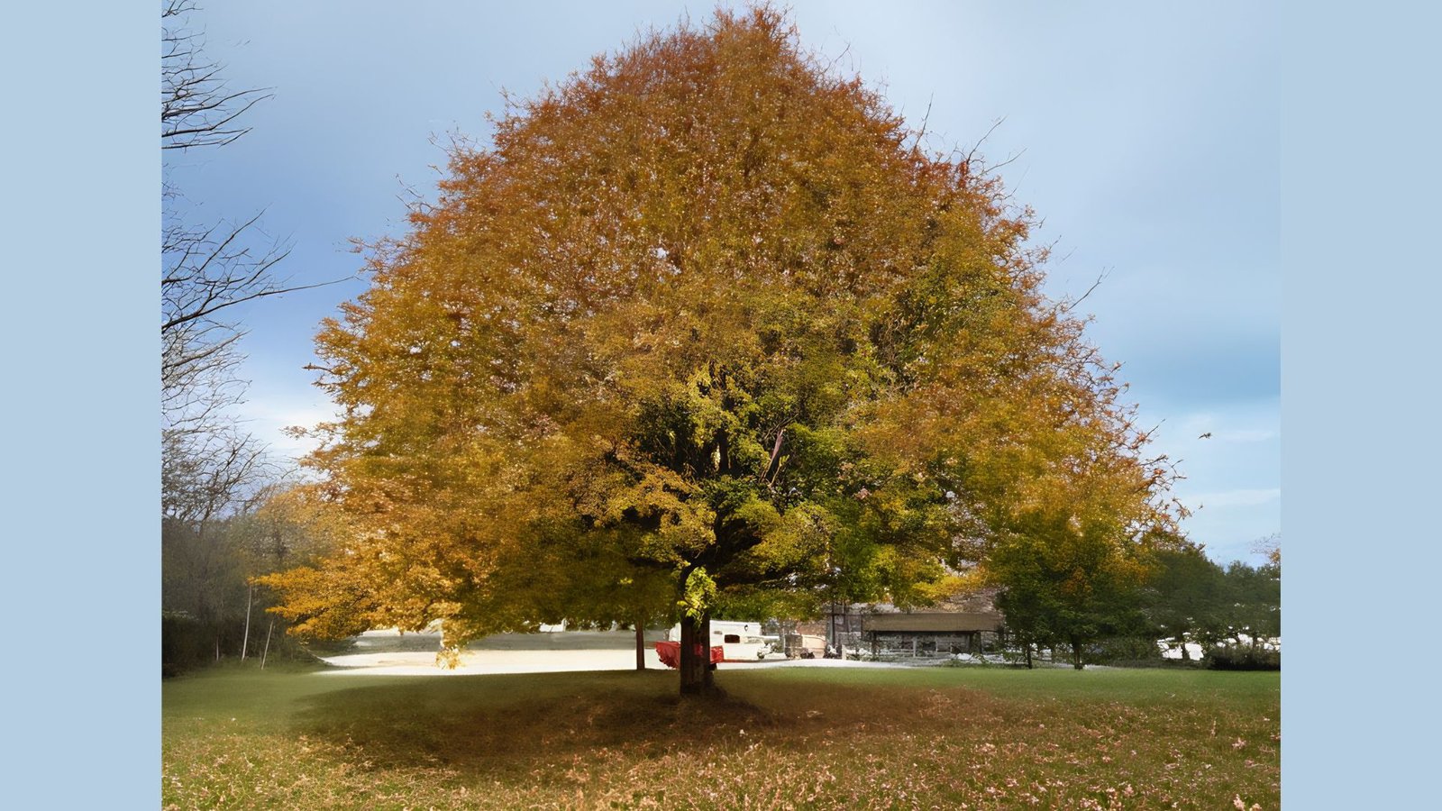 A photo of a giant elm tree in the middle of a street showcasing yellow leaves.
