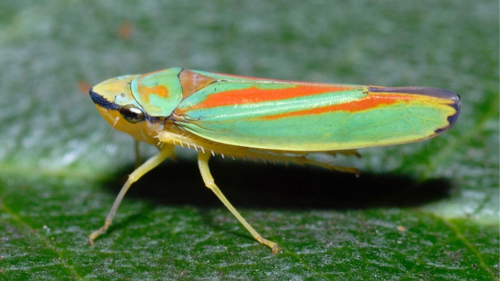 IMAGE OF LEAFHOPPERS