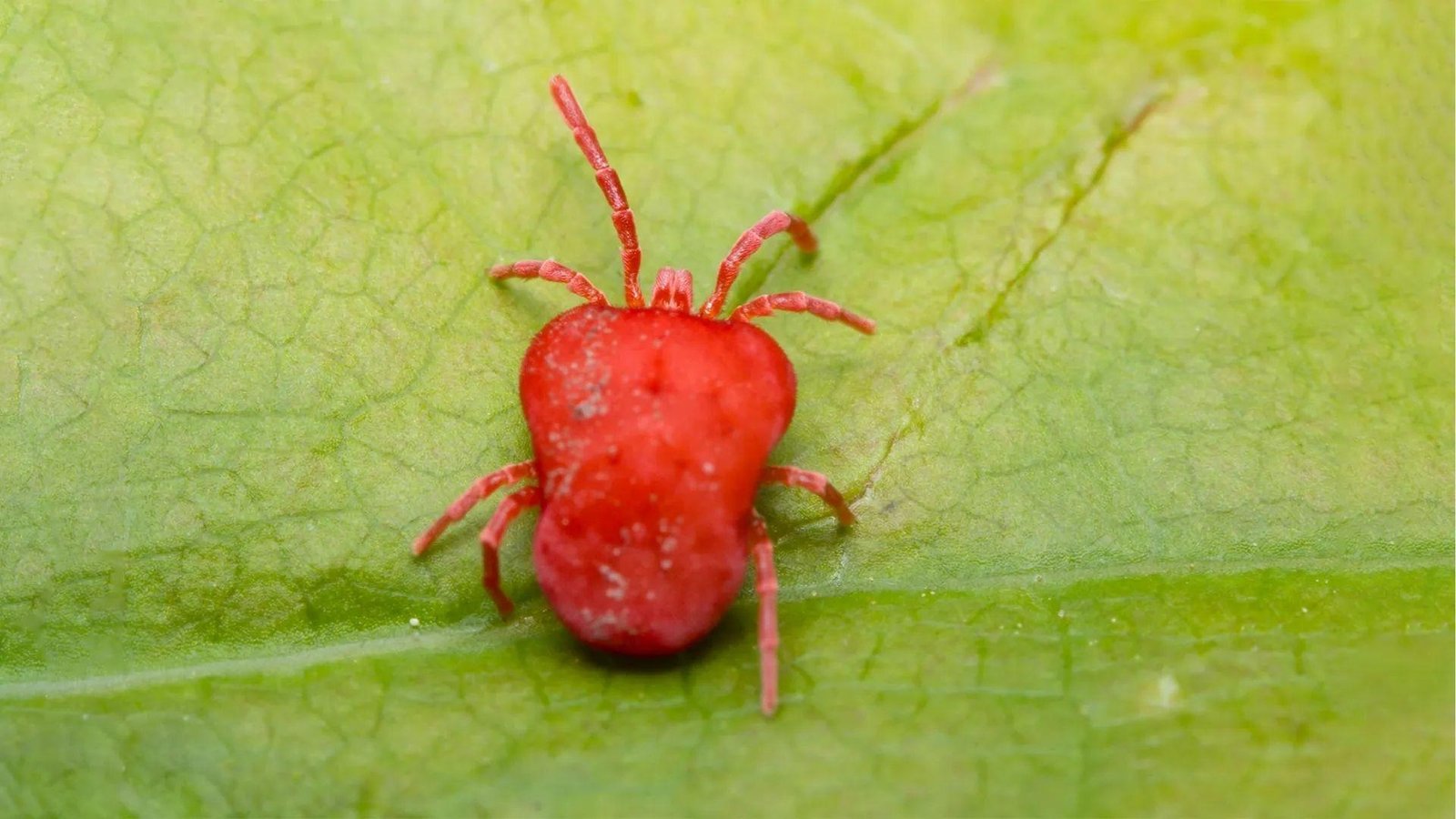IMAGE OF LAWN MITE