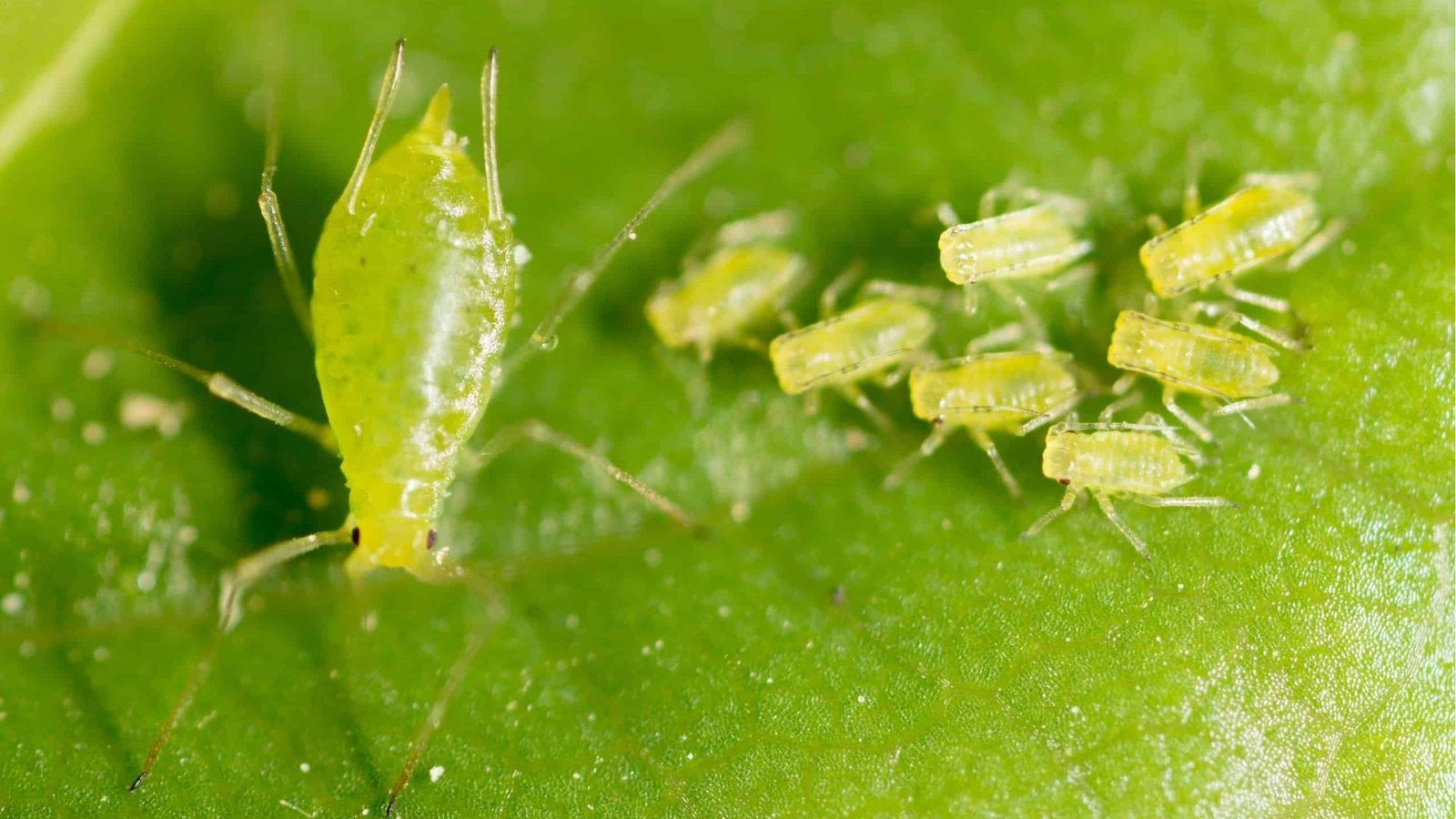 IMAGE OF APHIDS