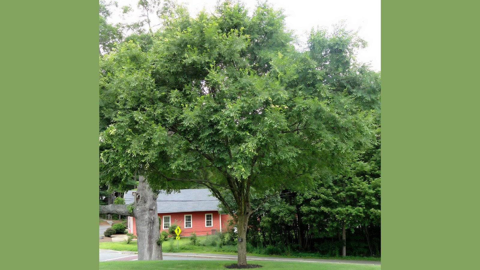A photo of chinese elm tree