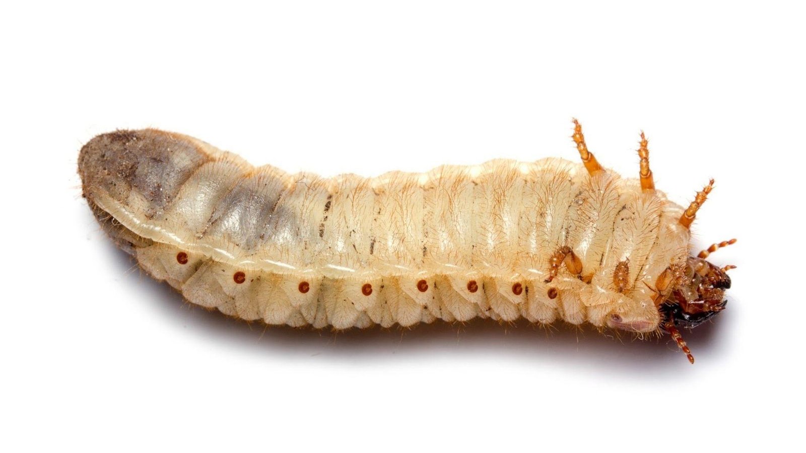GREEN JUNE BEETLE GRUBS