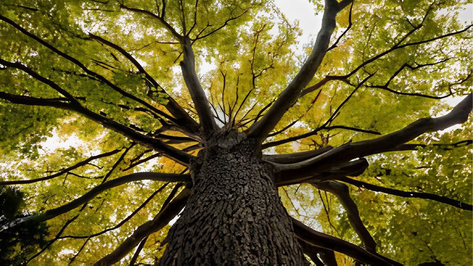 A photo of a closeup look of an elm tree bark.
