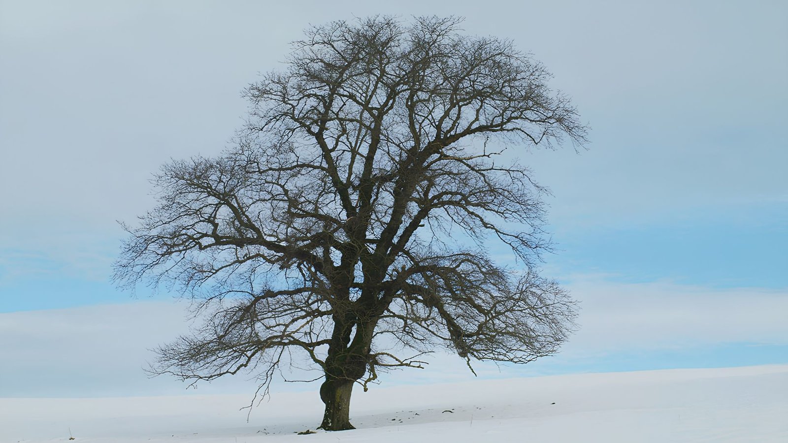 A photo of a giant elm tree with no leaves.