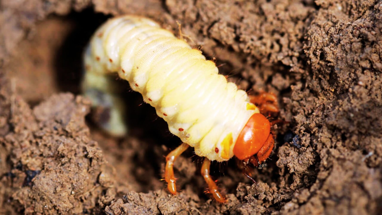 IMAGE OF WHITE GRUB