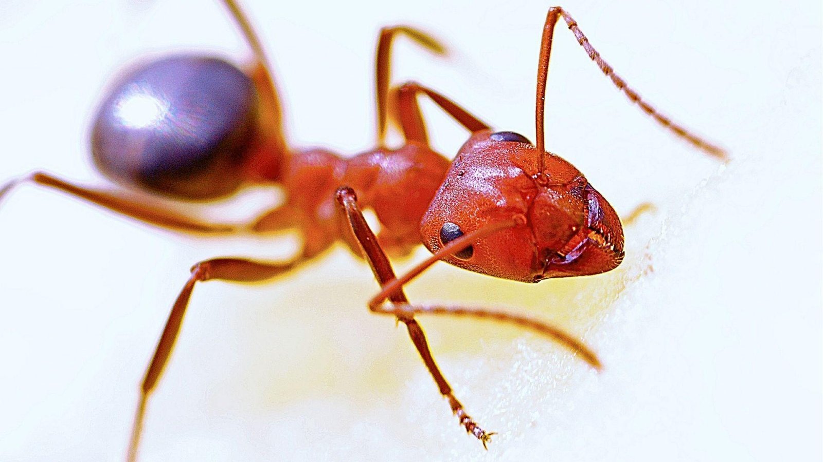 IMAGE OF FIRE ANT