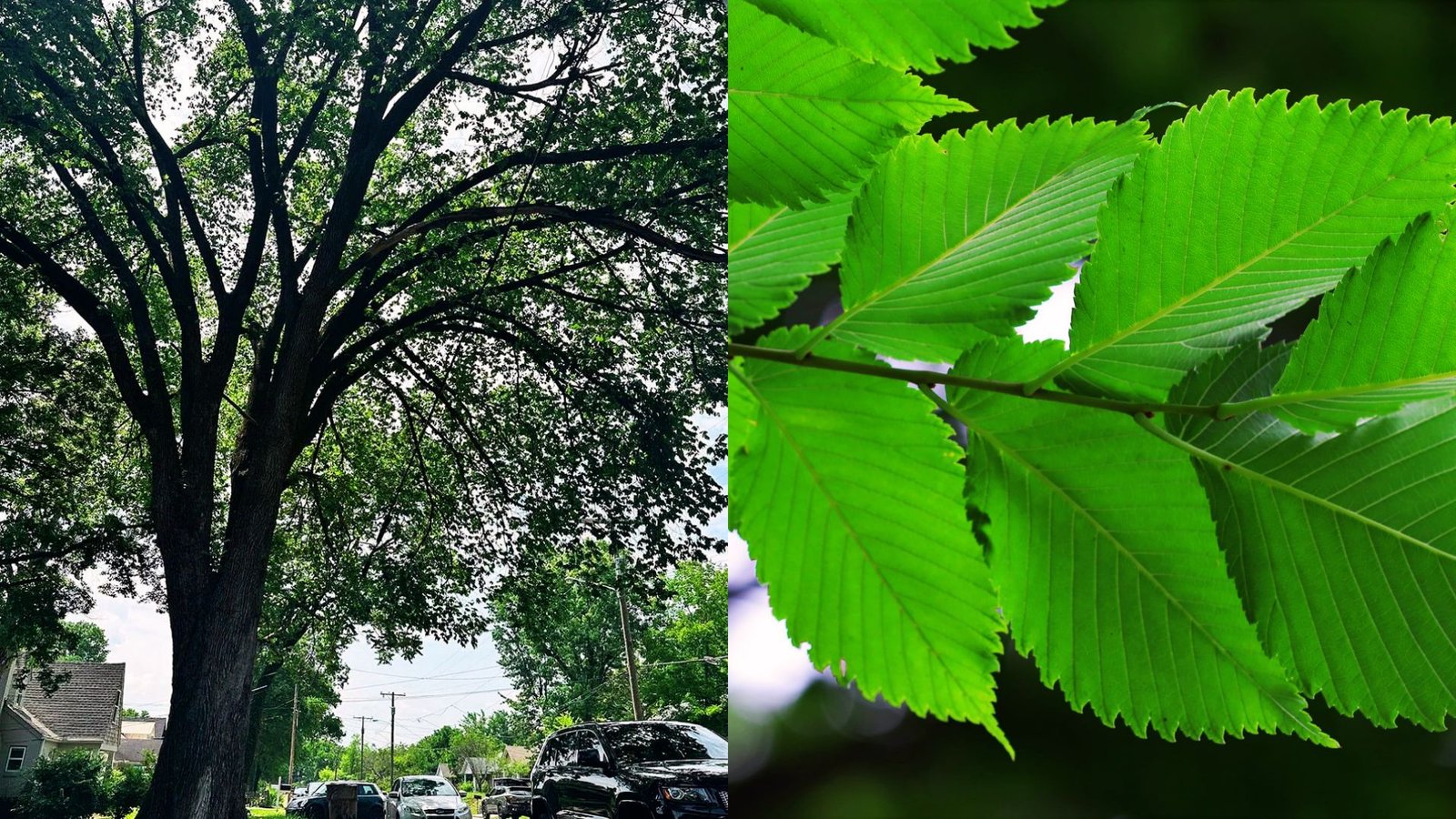 A photo showcasing tree shape and leave shape