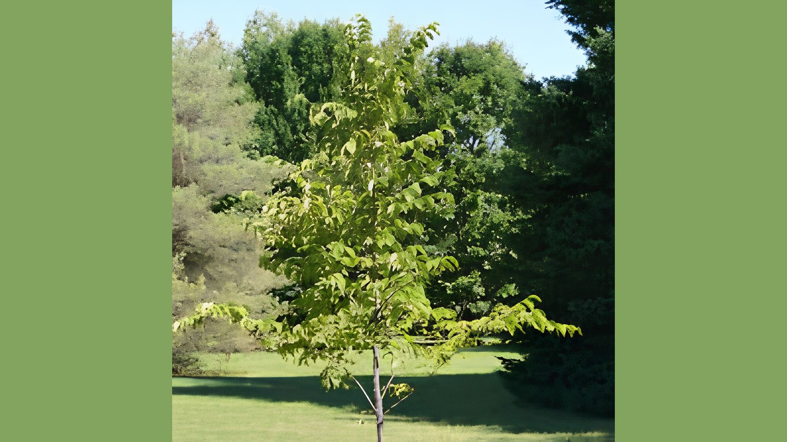A photo of slippery elm tree