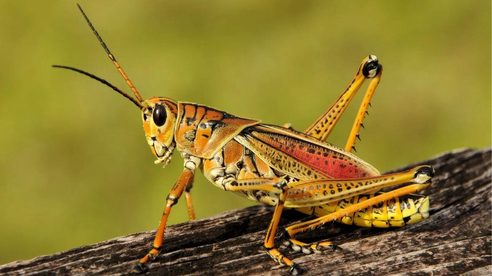 IMAGE OF GRASSHOPPER