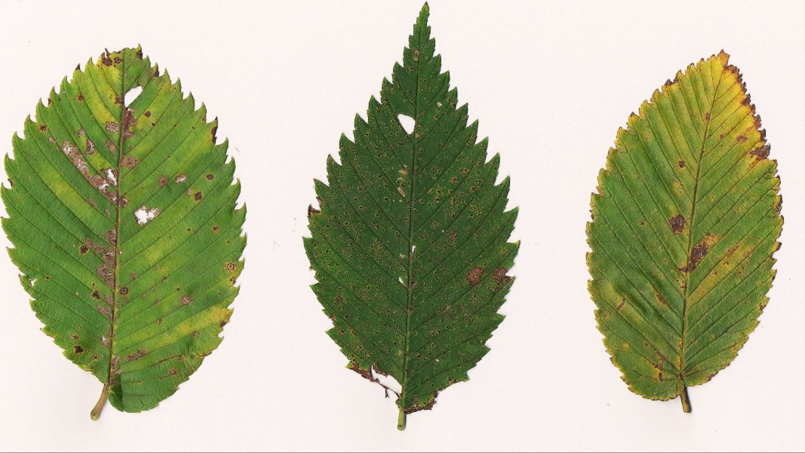 A photo of a different elm tree leaves.