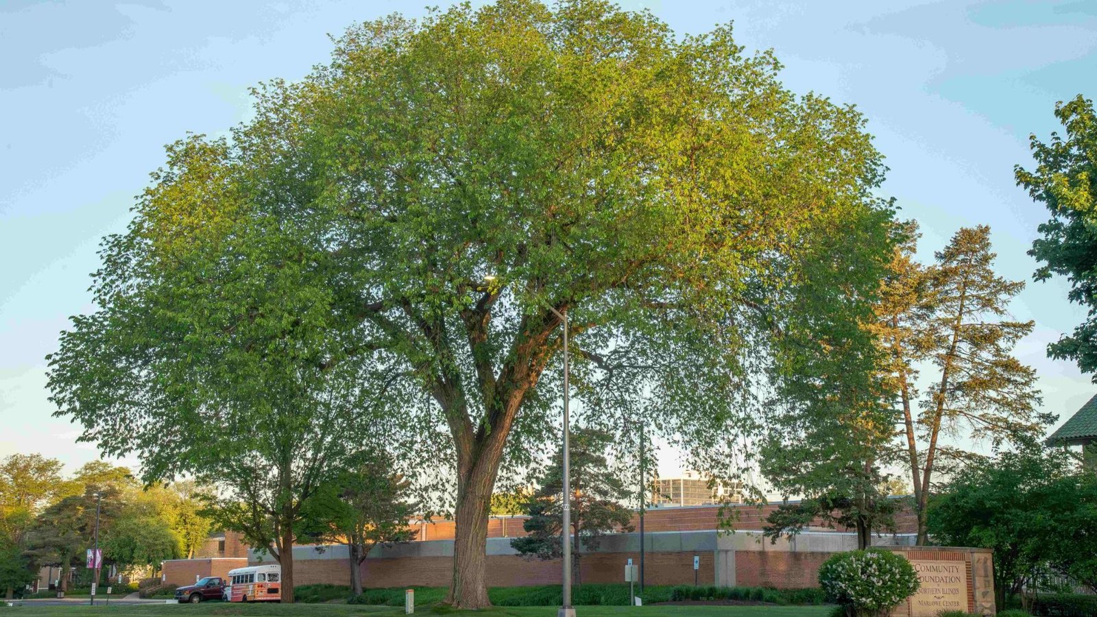 A photo of american elm tree.