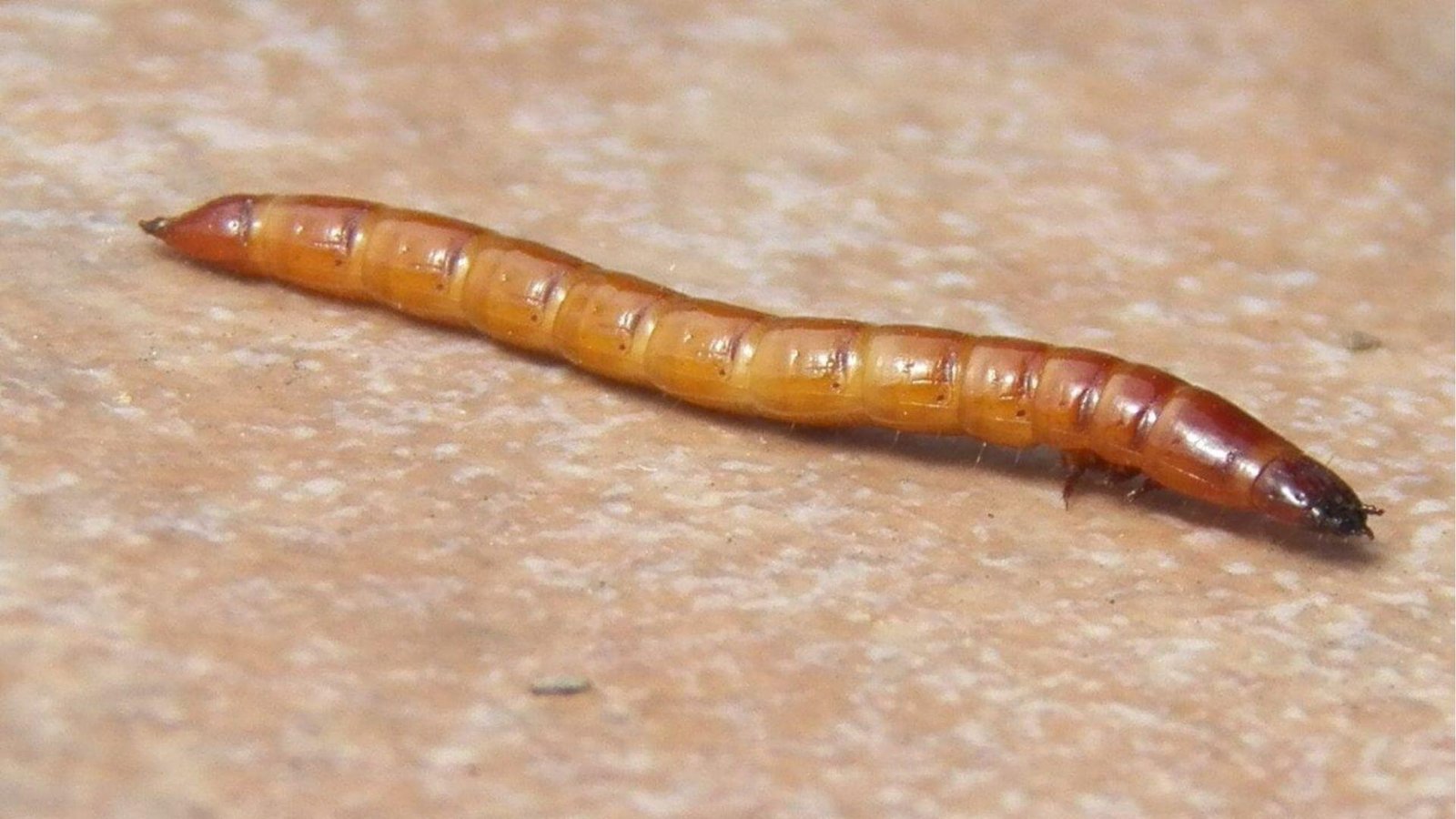 IMAGE OF WIREWORM