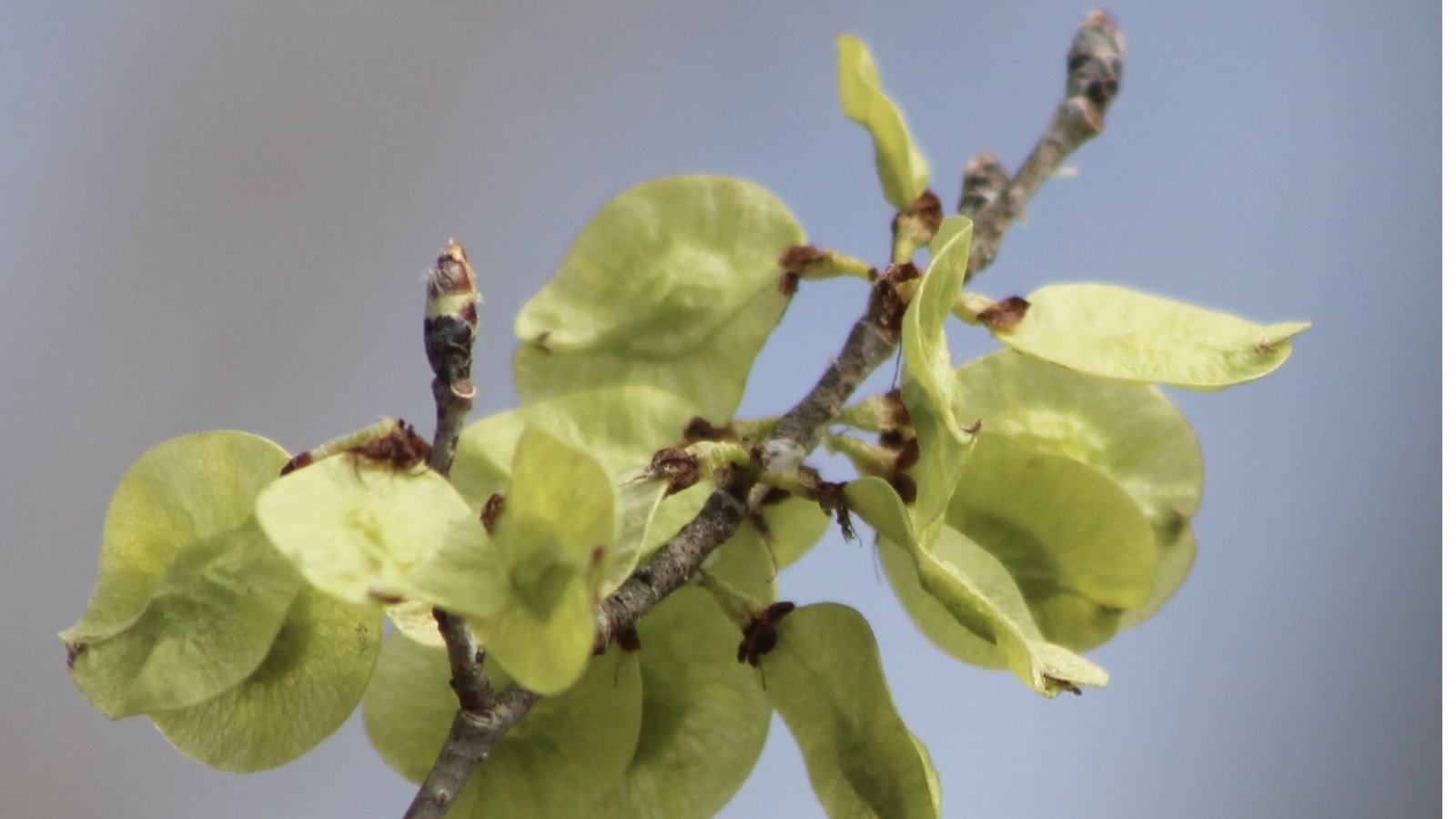A close up look of samaras, also known as em tree.