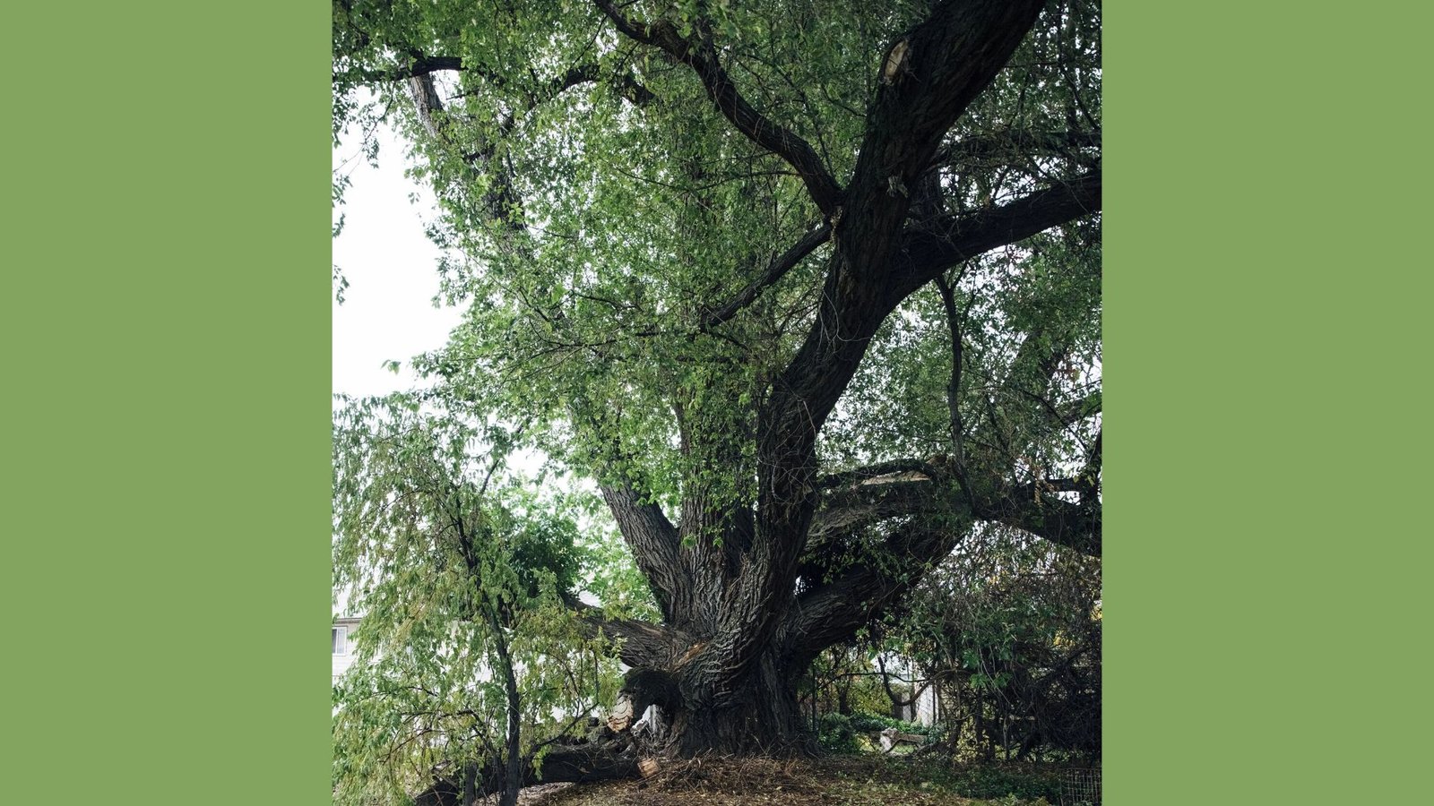 A photo of siberian elm tree