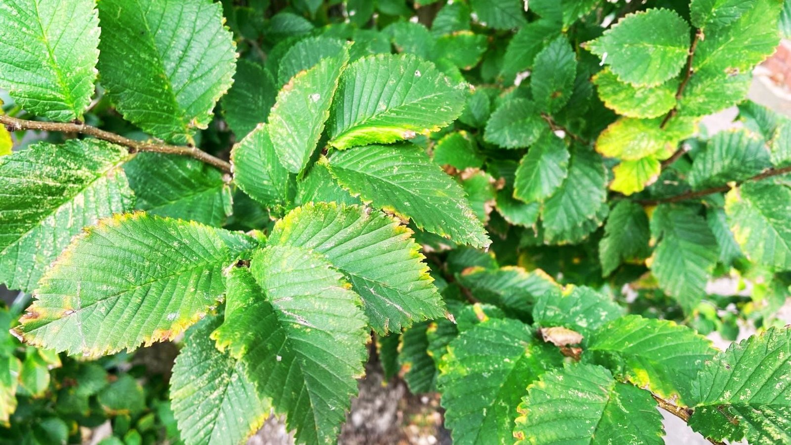 A photo of a giant elm tree leaves.