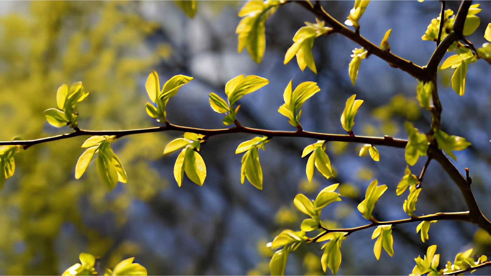 A photo of small elm leaves.
