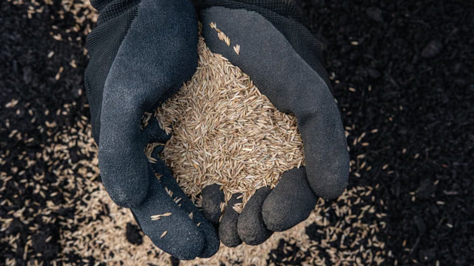 Gloved hands cup a generous amount of grass seed over dark soil. 