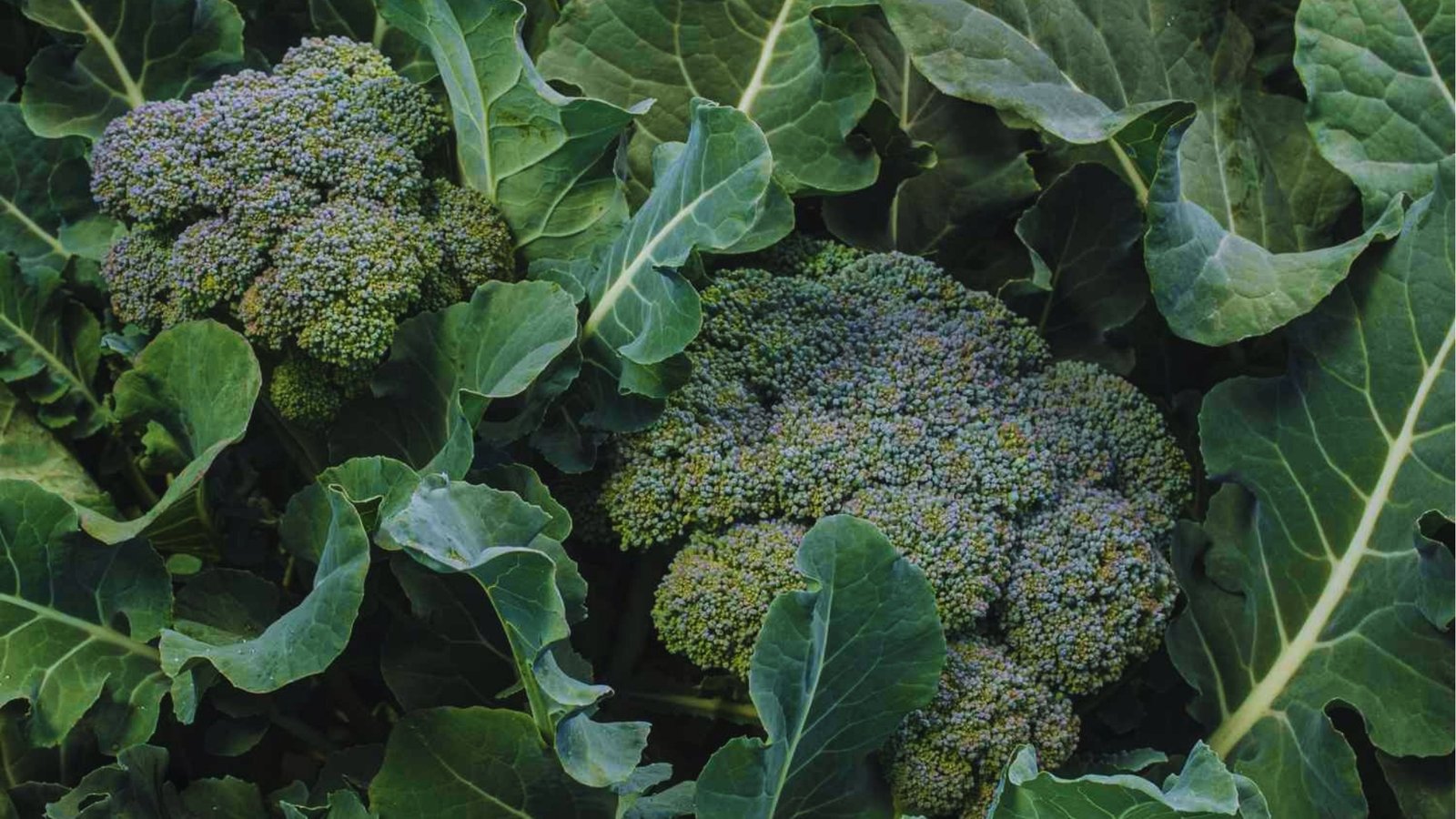 Two mature broccoli heads with purple-green tint growing side by side among dark green leaves in the garden.