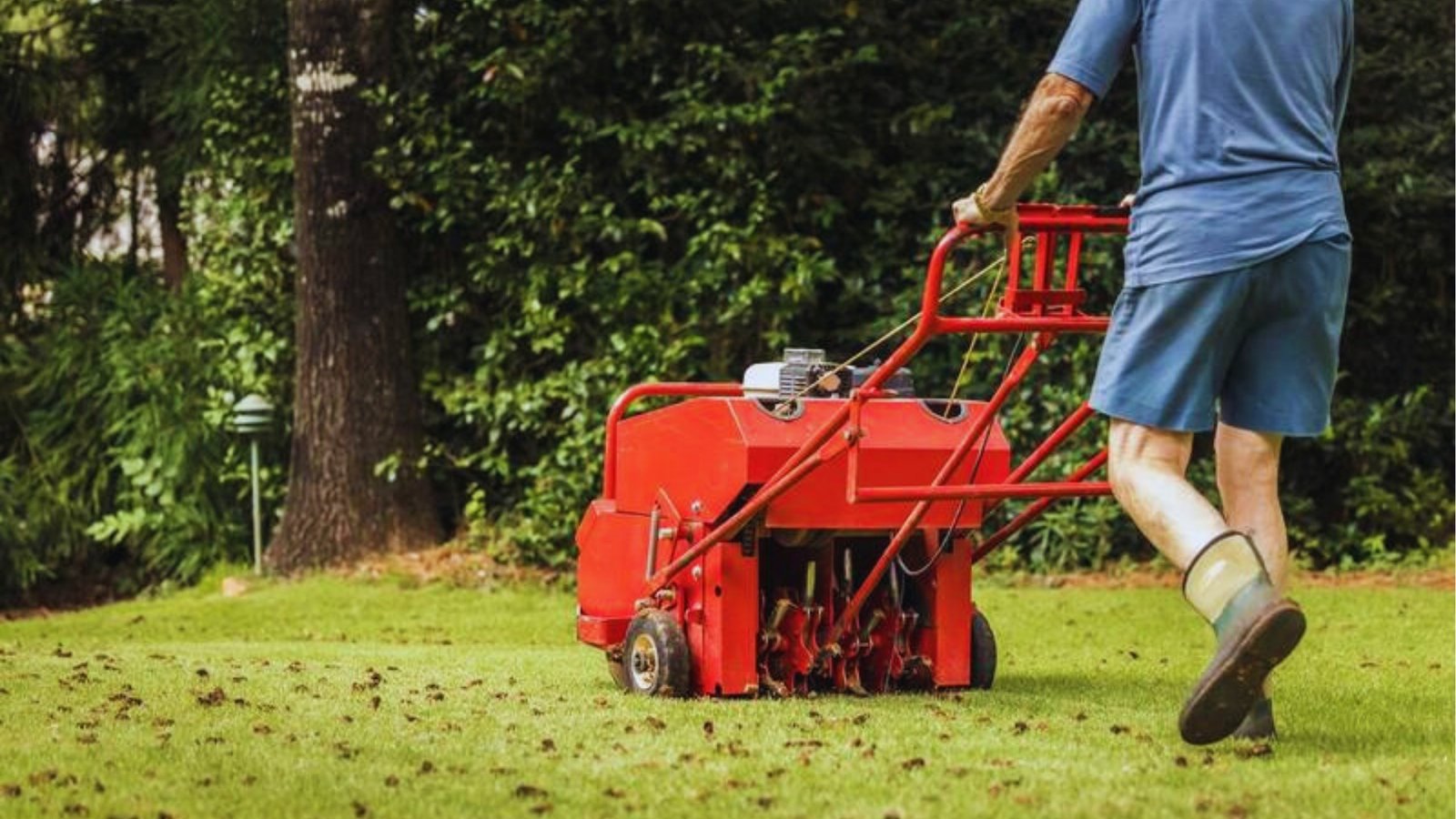Person in blue shirt and boots pushing red mechanical core aerator across green lawn leaving soil plugs behind in sunny yard.