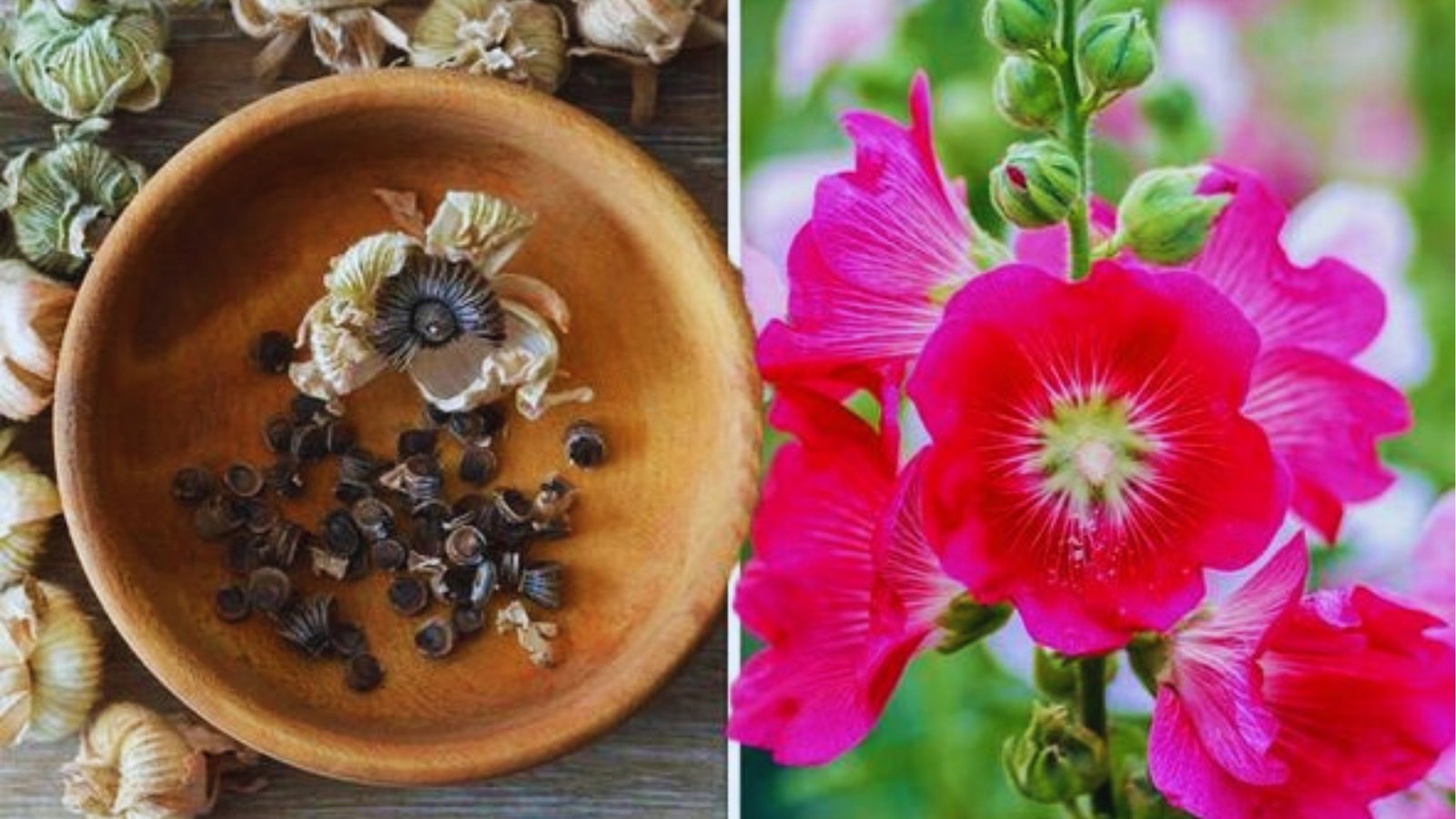 Split image showing dried hollyhock seed pods and loose black seeds in wooden bowl on left and bright pink hollyhock flowers on right.