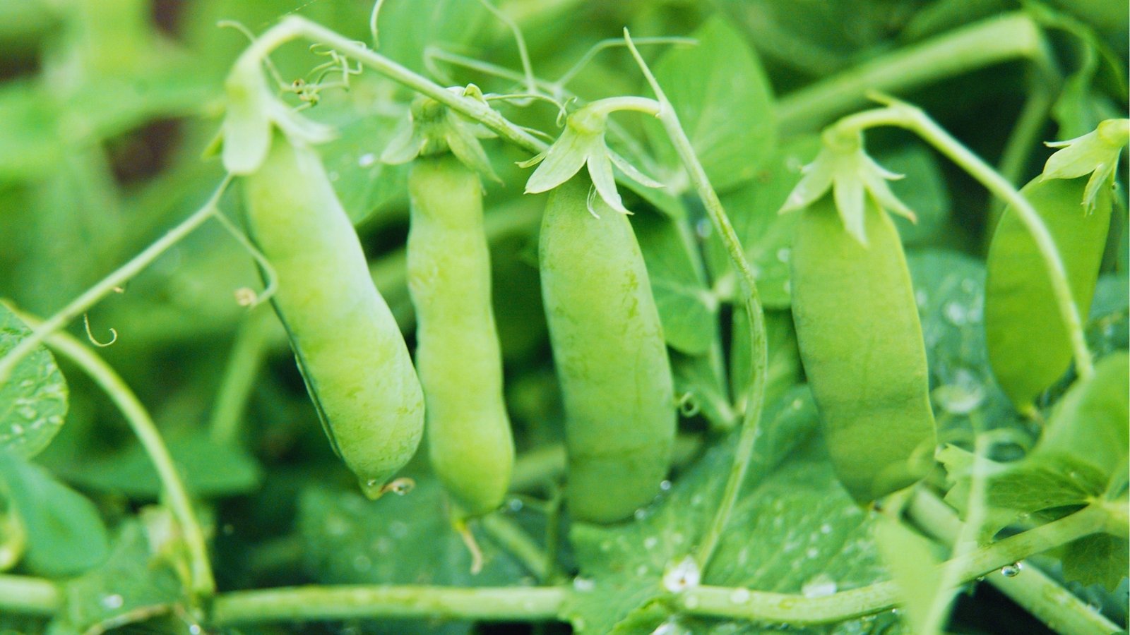 Fresh green pea pods covered in dew drops hanging from vines with curled tendrils and broad leaves after morning watering.