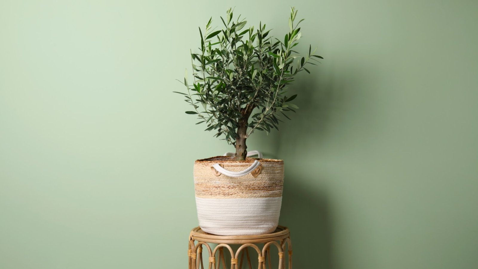 Young potted olive tree indoor in a woven basket on a rattan stand against a sage wall.