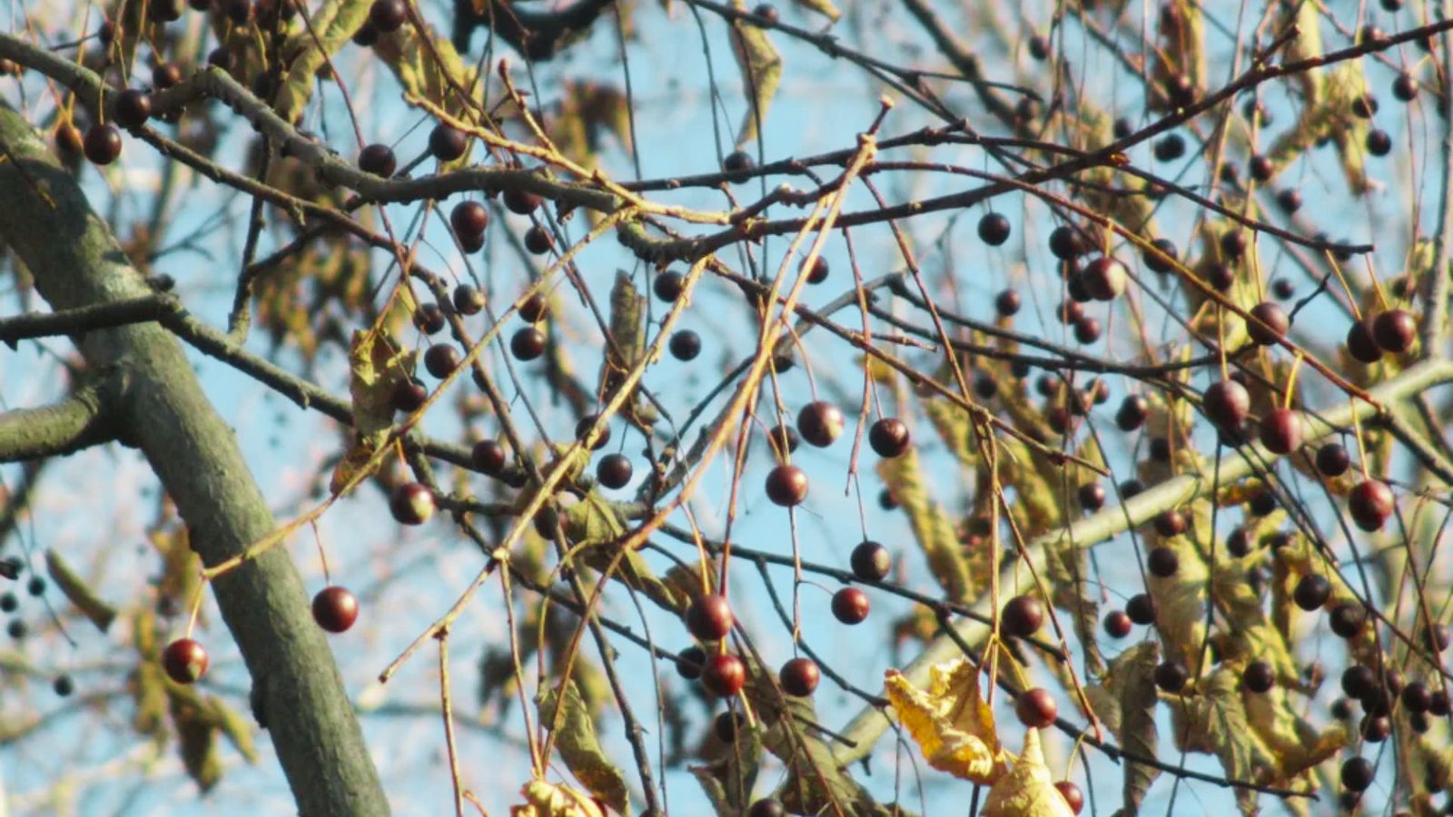 Hackberries are dark red to purple fruit dangling on thin stems from bare branches under a blue sky.