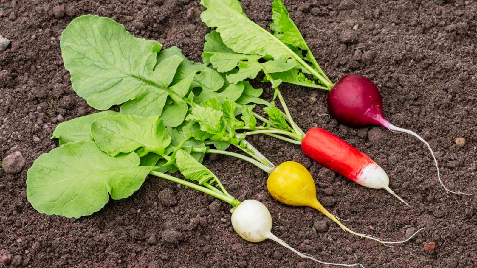 Four radishes in white, yellow, red, and purple with green leaves laid on garden soil. 