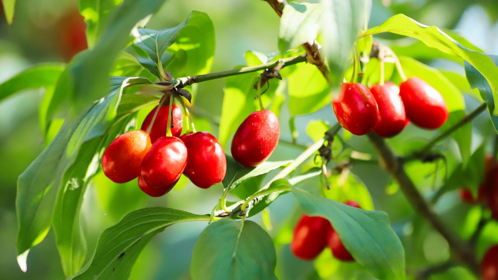 Cornelian cherries are glossy red, oval-shaped berries hanging from thin stems. 
