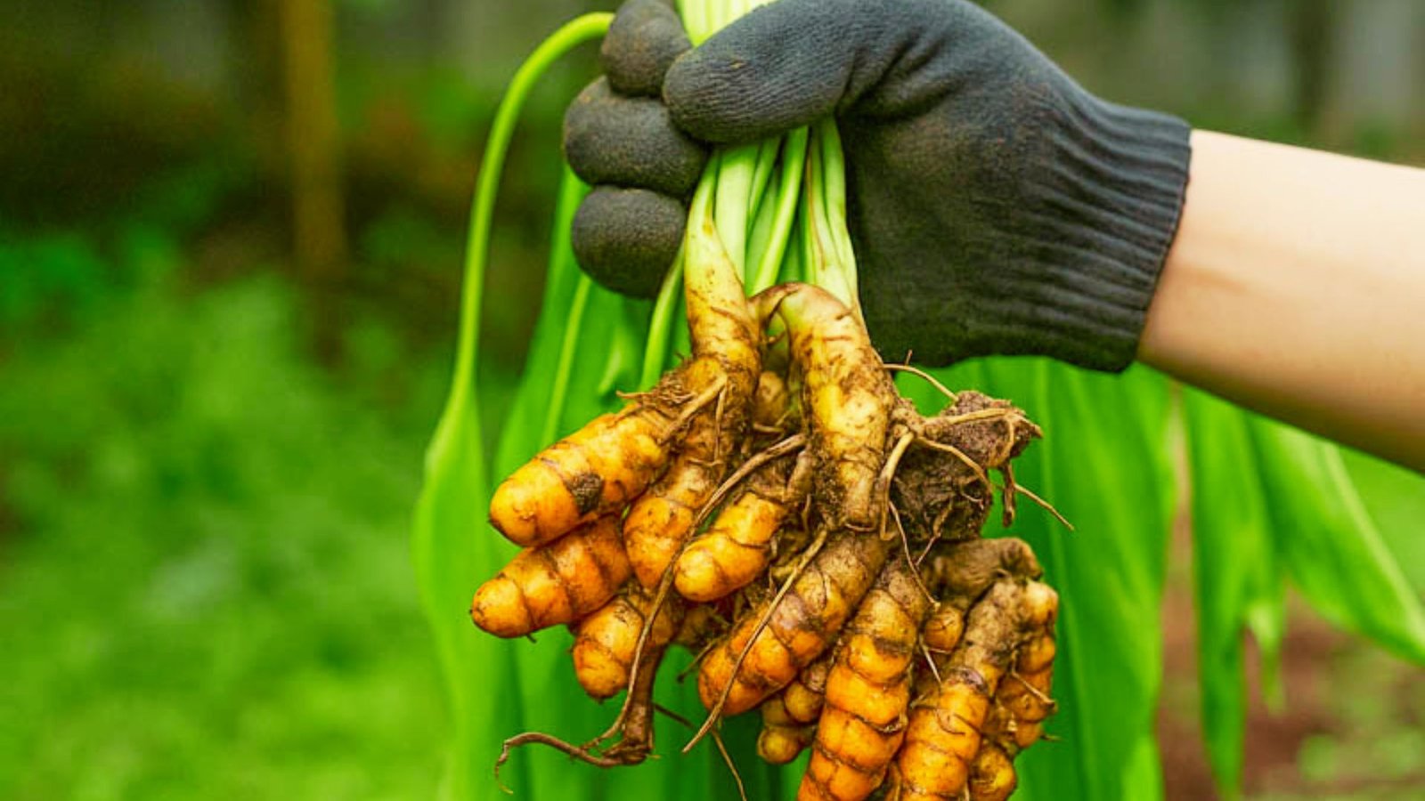A gloved hand lifts a cluster of bright orange turmeric rhizomes from soil.