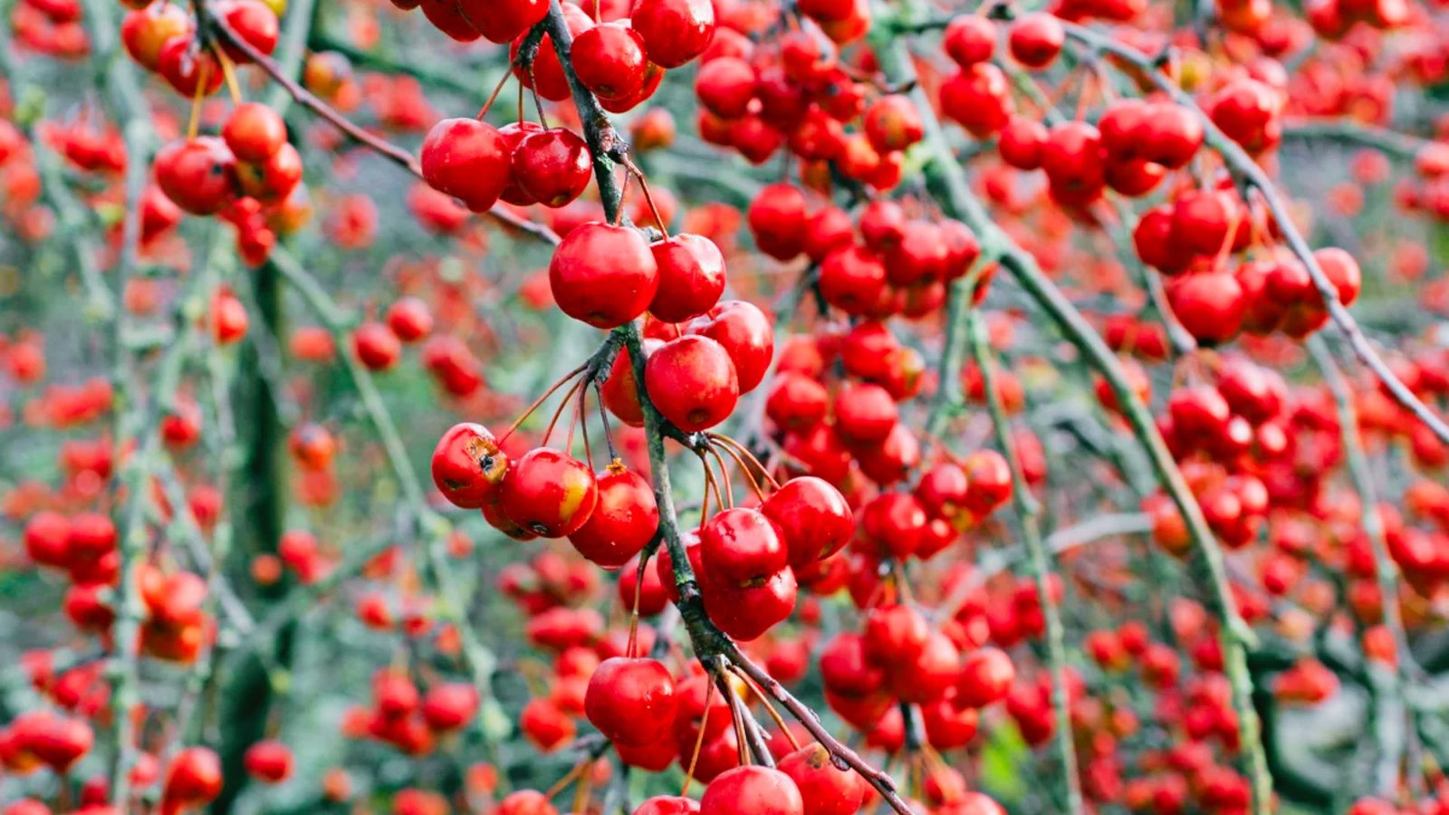 Crabapples are glossy red fruit hanging in heavy clusters from slender, arching tree branches.