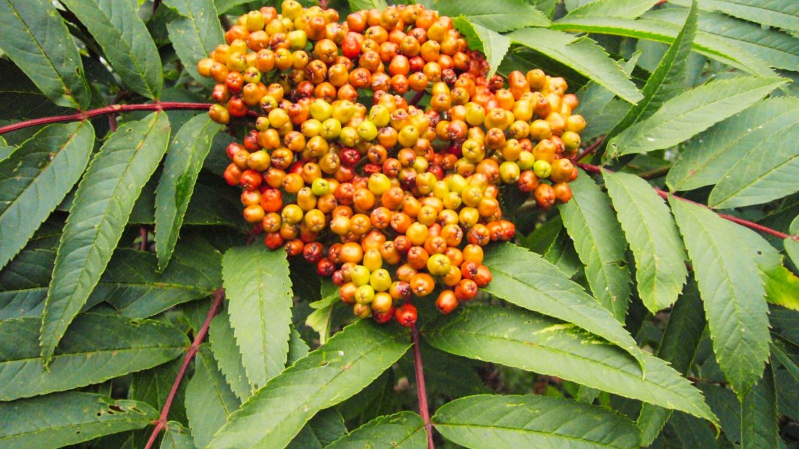 Mountain Ash berries are dense clusters of orange and yellow fruit ripening among serrated green leaves.